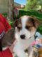 Mixed Puppies for sale in Mt Gilead, OH 43338, USA. price: NA