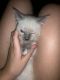 Mixed Cats for sale in Slidell, LA, USA. price: $15