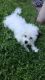 Mixed Puppies for sale in Garland, TX, USA. price: NA