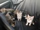 Mixed Cats for sale in Hickory, NC, USA. price: NA