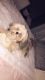Mixed Puppies for sale in Davie, FL, USA. price: $500