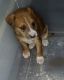 Mixed Puppies for sale in Miami Beach, FL, USA. price: NA