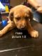 Mixed Puppies for sale in Tucson, AZ, USA. price: NA