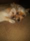 Mixed Puppies for sale in Winter Park, FL, USA. price: NA