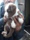 Mixed Puppies for sale in Enumclaw, WA 98022, USA. price: NA