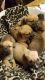 Mixed Puppies for sale in Boise, ID, USA. price: NA