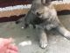 Mixed Puppies for sale in Mottville, MI 49099, USA. price: NA
