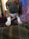 Mixed Puppies for sale in Shelby Charter Twp, MI, USA. price: NA