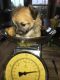 Mixed Puppies for sale in Manchester, TN 37355, USA. price: NA