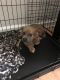 Mixed Puppies for sale in Hinesville, GA, USA. price: NA