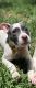 Mixed Puppies for sale in Brandon, FL, USA. price: NA