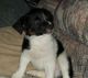 Mixed Puppies for sale in Monahans, TX, USA. price: NA