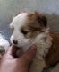 Mixed Puppies for sale in Wise County, VA, USA. price: NA