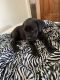 Mixed Puppies for sale in Detroit, MI, USA. price: $350