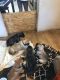 Mixed Puppies for sale in Selah, WA, USA. price: $1,000