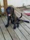 Mixed Puppies for sale in Stevens Point, WI, USA. price: NA