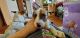 Mixed Puppies for sale in Boone, IA 50036, USA. price: $150