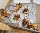 Mixed Puppies for sale in Parma, OH, USA. price: $125