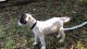 Mixed Puppies for sale in Overland Park, KS, USA. price: $175