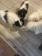 Mixed Puppies for sale in Baltimore, MD, USA. price: $400