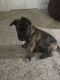 Mixed Puppies for sale in Kunkletown, PA 18058, USA. price: NA