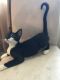 Mixed Cats for sale in Colorado Springs, CO, USA. price: $45