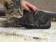 Mixed Cats for sale in Rosamond, CA, USA. price: NA