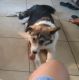 Mixed Puppies for sale in Hobbs, NM, USA. price: $100