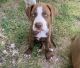 Mixed Puppies for sale in Olmito, TX 78575, USA. price: NA