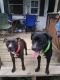 Mixed Puppies for sale in Hastings, NY 13076, USA. price: NA