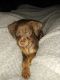 Mixed Puppies for sale in Centreville, VA 20121, USA. price: $300