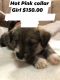 Mixed Puppies for sale in Las Cruces, NM, USA. price: $150