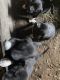 Mixed Puppies for sale in Aberdeen, WA, USA. price: NA