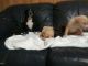 Mixed Puppies for sale in Grandview, TX 76050, USA. price: NA