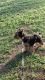 Mixed Puppies for sale in Killeen, TX 76543, USA. price: NA