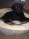 Mixed Puppies for sale in West Valley City, UT, USA. price: NA