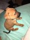 Mixed Puppies for sale in Smyrna, TN, USA. price: NA