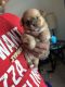Mixed Puppies for sale in Clarksville, TN, USA. price: NA
