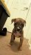 Mixed Puppies for sale in 4040 Boulder Hwy, Las Vegas, NV 89121, USA. price: $300