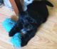Mixed Puppies for sale in New Hope, PA 18938, USA. price: NA