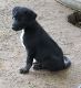 Mixed Puppies for sale in Bentley, KS, USA. price: NA