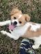 Mixed Puppies for sale in Richmond, TX, USA. price: NA