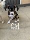 Mixed Puppies for sale in Newhall, Santa Clarita, CA 91321, USA. price: NA
