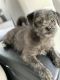 Mixed Puppies for sale in Washington, DC, USA. price: NA