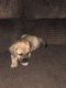 Mixed Puppies for sale in Olive Branch, MS 38654, USA. price: NA