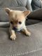 Mixed Puppies for sale in Corona, Queens, NY, USA. price: $1,500