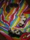 Mixed Cats for sale in Phoenix, AZ, USA. price: $10