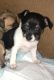 Mixed Puppies for sale in Fleetwood, NC 28626, USA. price: NA