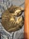 Mixed Cats for sale in Elk Grove, CA, USA. price: $200