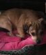 Mixed Puppies for sale in Charleston, WV 25311, USA. price: NA